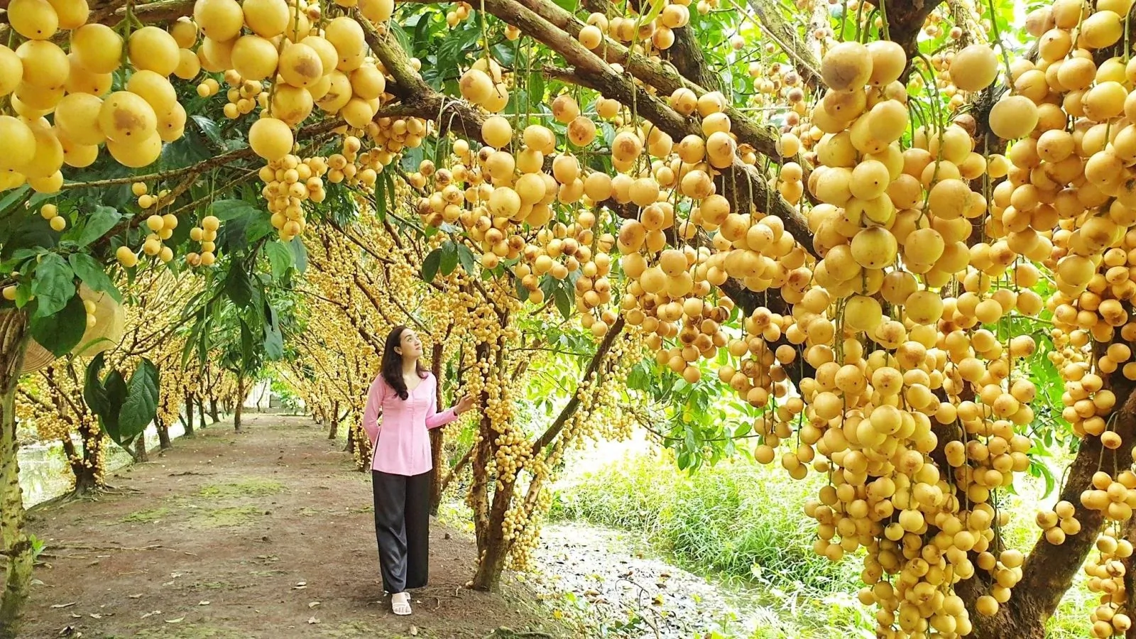 Tham quan vườn trái cây